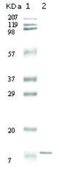Monoclonal Anti-IL6 antibody produced in