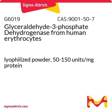 Glyceraldehyde-3-phosphate Dehydrogenase from human erythrocytes