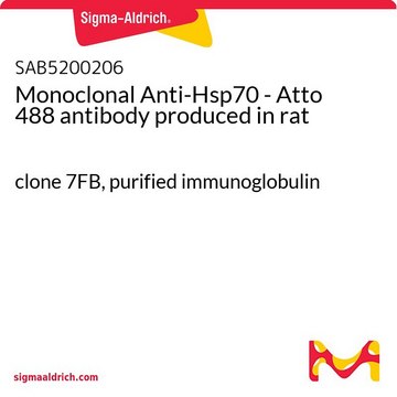 Monoclonal Anti-Hsp70 - Atto 488