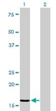 Monoclonal Anti-NME2 antibody produced in