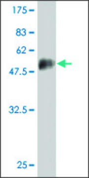 Monoclonal Anti-NOG antibody produced in