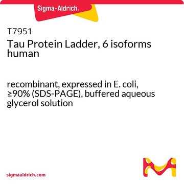 Tau Protein Ladder, 6 isoforms