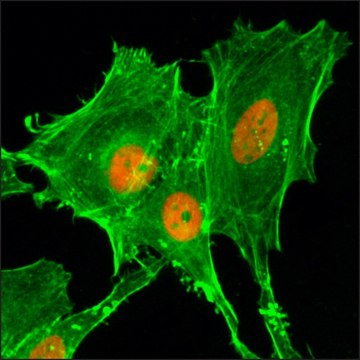 Anti-Acetyl-Histone H4 (Lys20) antibody, Rabbit