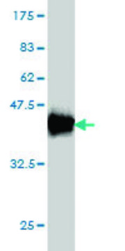 Monoclonal Anti-HMOX1 antibody produced in