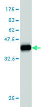 Monoclonal Anti-NANS antibody produced in