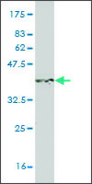 Monoclonal Anti-S100A3 antibody produced in