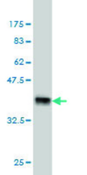 Monoclonal Anti-ARMCX1 antibody produced in