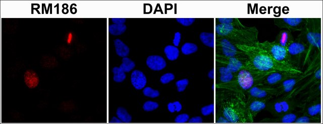 Anti-Histone H3 (unmodified Lys4) antibody,