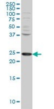 Monoclonal Anti-PCMT1 antibody produced in