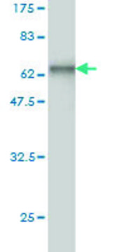 Monoclonal Anti-CTSW antibody produced in
