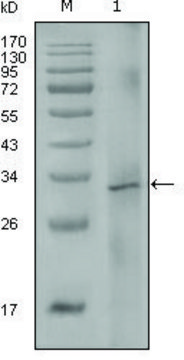 Monoclonal Anti-F8 antibody produced in