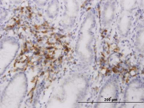 Monoclonal Anti-C20orf31 antibody produced in