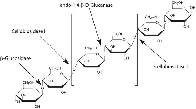 Cellulase from Trichoderma reesei ATCC 26921
