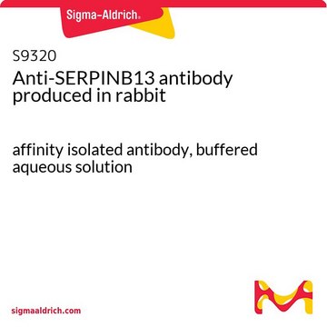 Anti-SERPINB13 antibody produced in rabbit