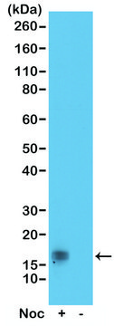 Anti-Phospho-Histone H3 (Thr11) antibody, Rabbit