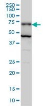 Monoclonal Anti-PGM2 antibody produced in