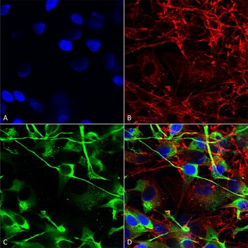 Monoclonal Anti-Sur2A - Biotin antibody