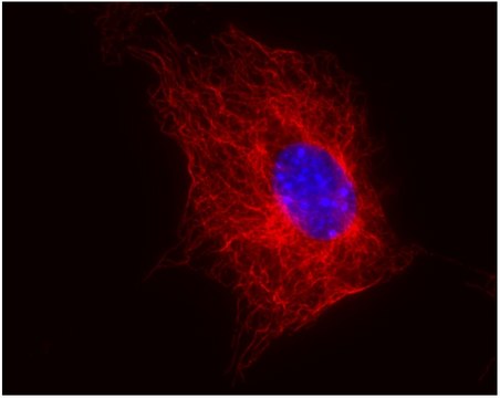 Monoclonal Anti-betaTubulin antibody produced in