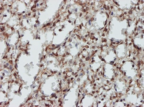 Monoclonal Anti-MAPK9 antibody produced in
