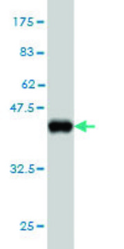 Monoclonal Anti-PCDH11Y antibody produced in