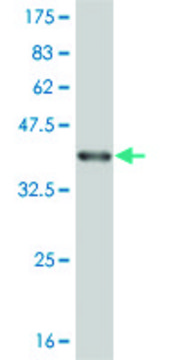 Monoclonal Anti-CTAG2 antibody produced in