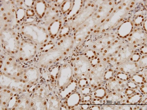 Monoclonal Anti-PTBP1 antibody produced in