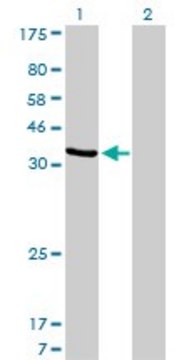 Monoclonal Anti-AKR1D1 antibody produced in