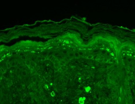Monoclonal Anti-SHANK3 antibody produced in