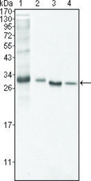 Monoclonal Anti-BCL10 antibody produced in