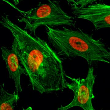 Anti-Dimethyl-Histone H3 (Lys4) antibody, Rabbit