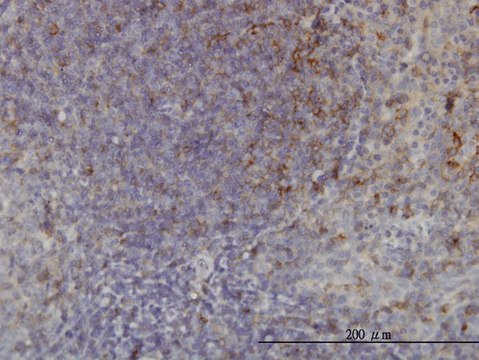 Monoclonal Anti-USP33 antibody produced in