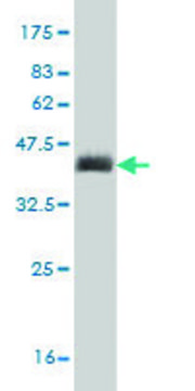 Monoclonal Anti-CORIN antibody produced in