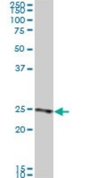 Monoclonal Anti-RAB33B antibody produced in