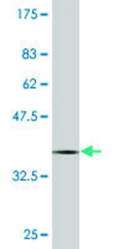 Monoclonal Anti-PCDHB12 antibody produced in