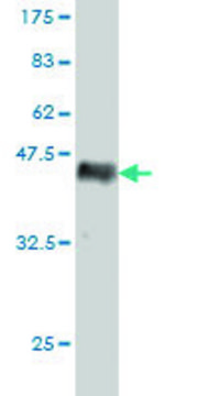 Monoclonal Anti-RAB15 antibody produced in