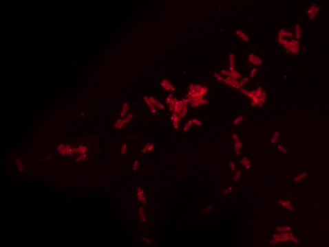 Rhodamine B labeled Polymyxin B