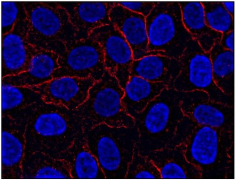 Monoclonal Anti-AHNAK1 antibody produced in