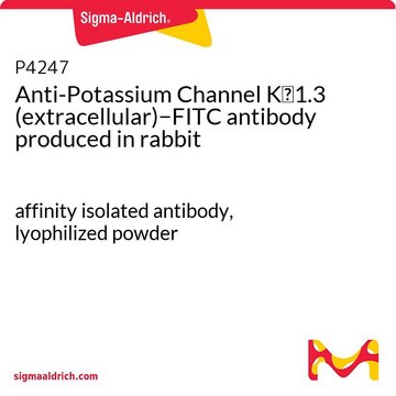Anti-Potassium Channel K?1.3 (extracellular)?FITC antibody
