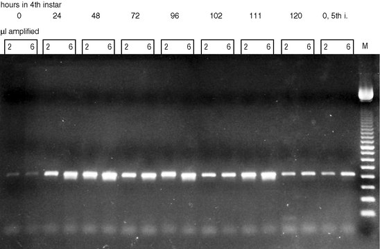 RTG YOU-PRIME FIRST-STRAND BEADS