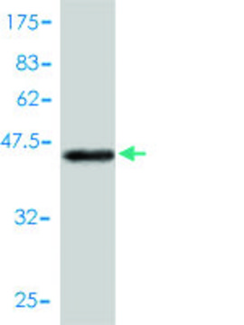 Monoclonal Anti-RGS10 antibody produced in