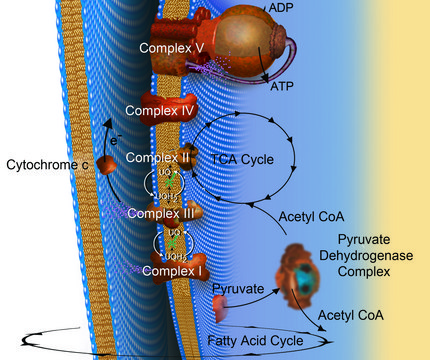 Acetyl coenzyme A trisodium salt