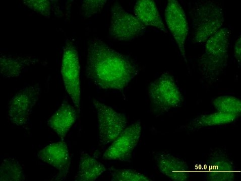 Monoclonal Anti-PRPF19 antibody produced in