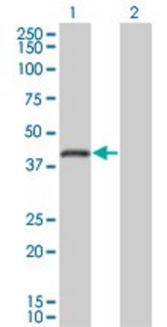 Monoclonal Anti-RNF26 antibody produced in