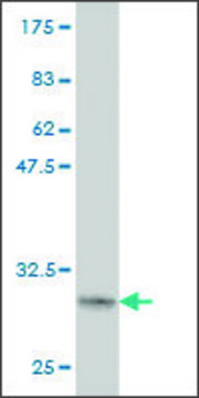 Monoclonal Anti-LASS1 antibody produced in