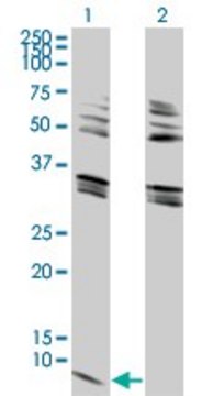 Monoclonal Anti-GNG2 antibody produced in