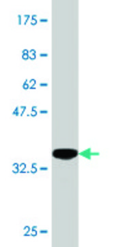 Monoclonal Anti-HAPLN4 antibody produced in