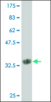 Monoclonal Anti-MATN2 antibody produced in