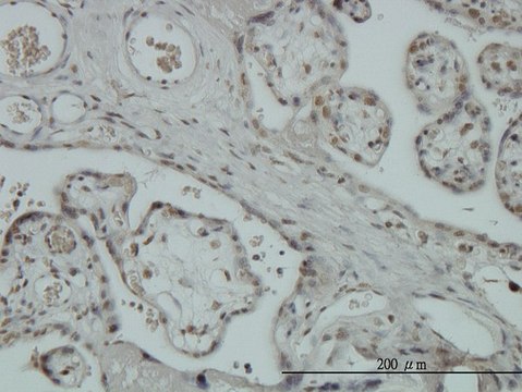 Monoclonal Anti-ZNF345 antibody produced in