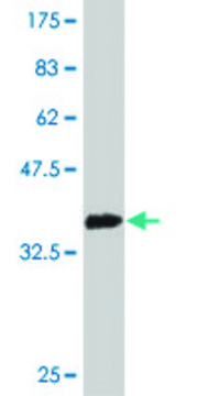 Monoclonal Anti-RBP3 antibody produced in
