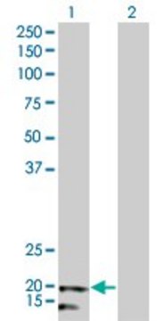 Monoclonal Anti-NDUFB5 antibody produced in